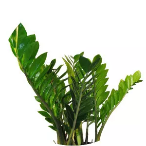 Zanzibar Gem - Plants