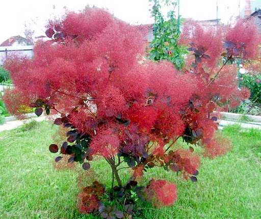 Zaokskiye Pitomniki Rasteniy - Plant nursery in Moscow, Russia