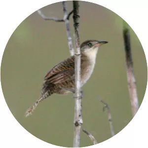 Zapata wren