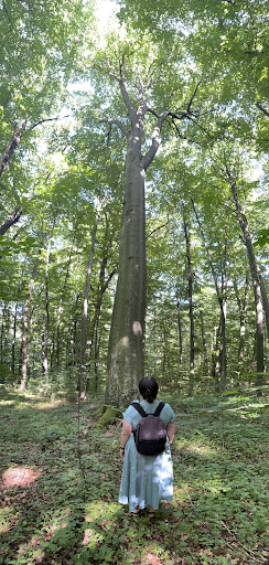 Zapovidne Urochyshche Reliktova Buchyna