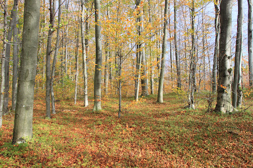 Zapovidne Urochyshche Spalenyy Dub