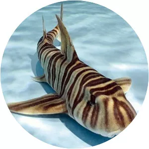 Zebra bullhead shark