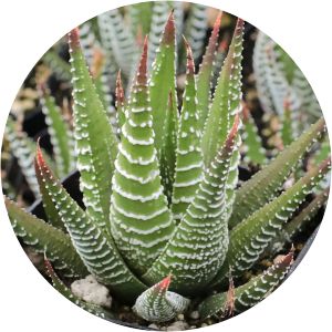 Zebra haworthia