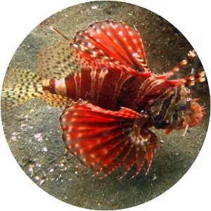 Zebra lionfish