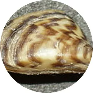 Zebra mussel
