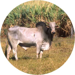 Zebu