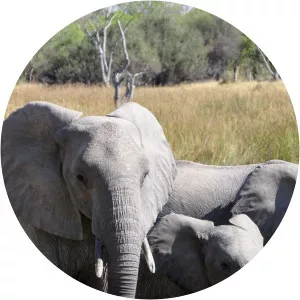 Zeek's Animal World - TV program