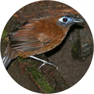 Zeledon's antbird