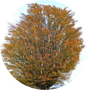 Zelkova carpinifolia