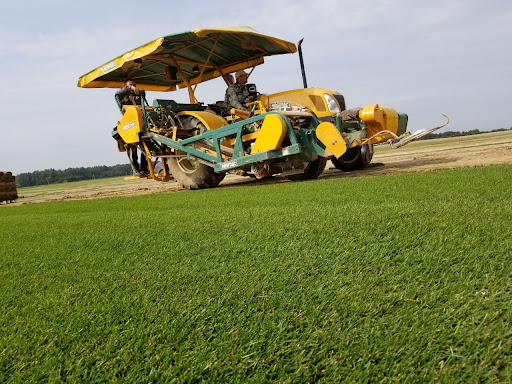 Zelonyy Kontinent - Turf supplier in Moscow, Russia