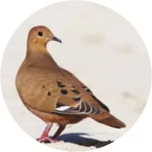 Zenaida dove
