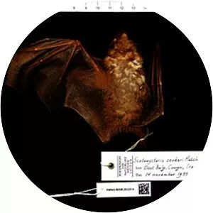 Zenker's fruit bat