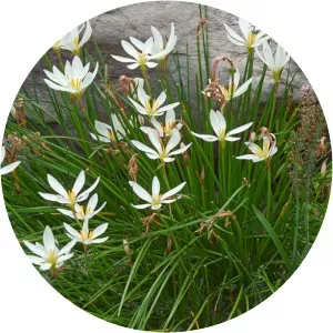 Zephyranthes atamasca