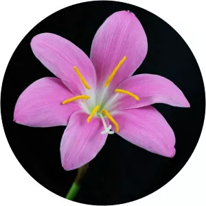 Zephyranthes carinata