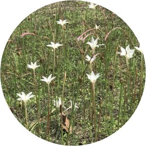 Zephyranthes drummondii