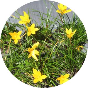 Zephyranthes flavissima - 