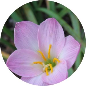 Zephyranthes lindleyana - 