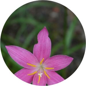 Zephyranthes macrosiphon - 
