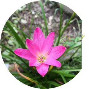 Zephyranthes minuta