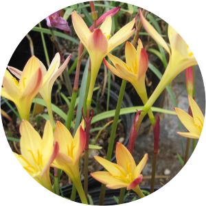 Zephyranthes primulina - 