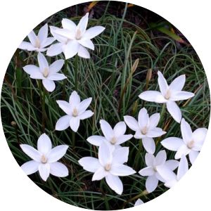 Zephyranthes traubii - 