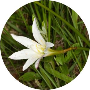 Zephyranthes treatiae - 