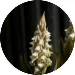 Zeuxine strateumatica