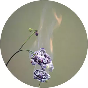 Zhi Jiang - Visual artist