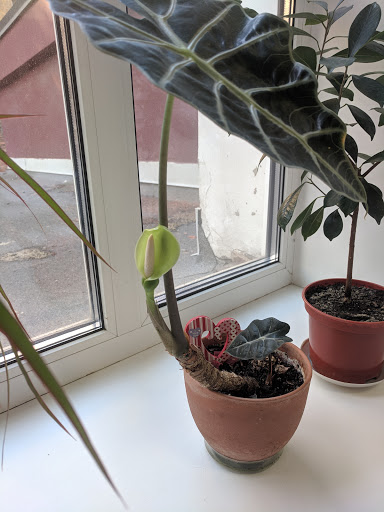 Zhilekspertiza, Proyektnaya Organizatsiya - 