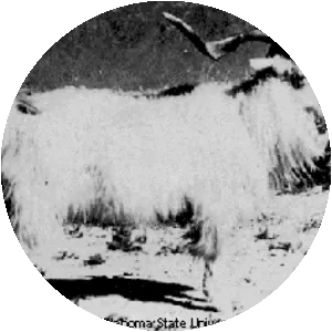 Zhongwei goat