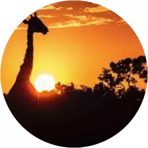 Zico House Junkie - Musical artist