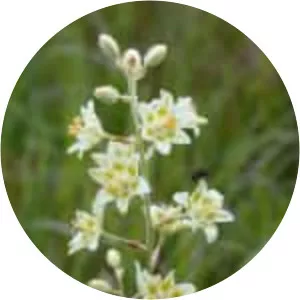 Zigadenus
