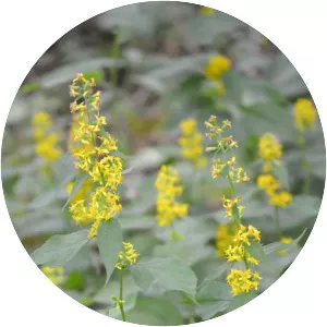 Zigzag goldenrod