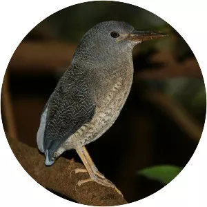 Zigzag heron (Zebrilus undulatus)
