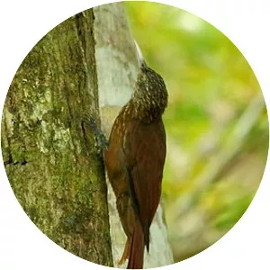 Zimmer's woodcreeper