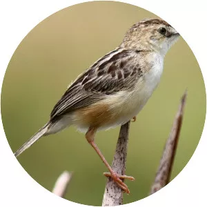 Zitting cisticola