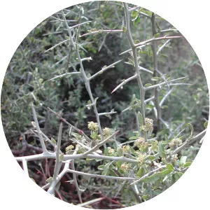 Ziziphus obtusifolia - 