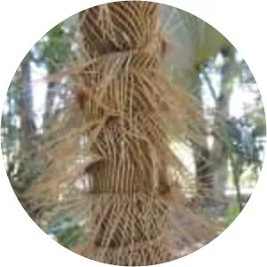 Zombie palm - Plants