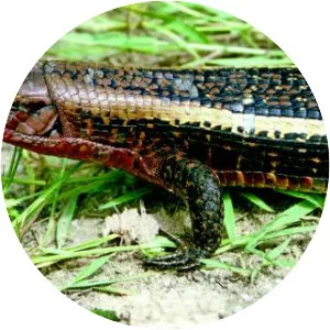 Zonosaurus laticaudatus - 