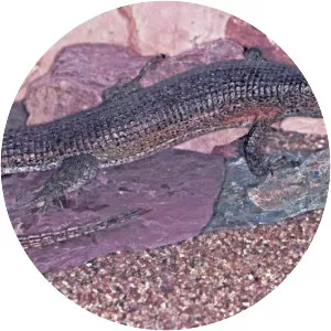 Zonosaurus maximus - 