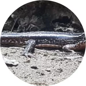 Zonosaurus quadrilineatus - 