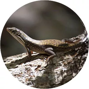 Zonosaurus rufipes - 