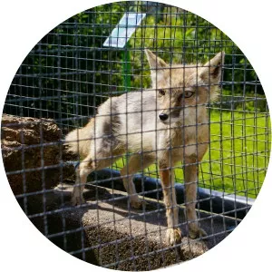 Zoo Animal Farm Beverwijk