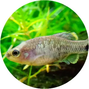 Zoogoneticus tequila