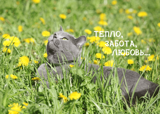 Zoogoods.ru online pet store