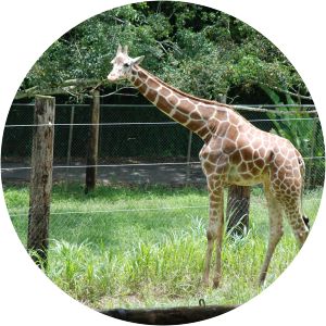 Zoológico de Mayagüez