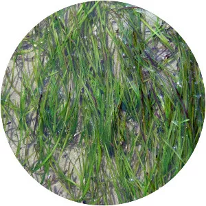 Zostera noltei - Plants