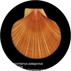 Zygochlamys patagonica