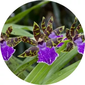 Zygopetalum