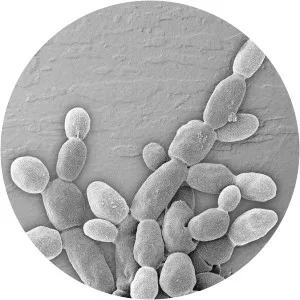 Zygosaccharomyces bailii